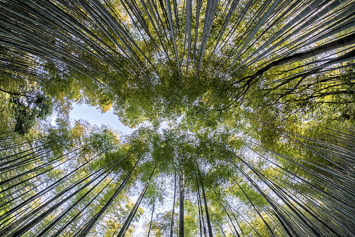 Bamboo, skogen, naturen, grön, naturliga, träd, Asia