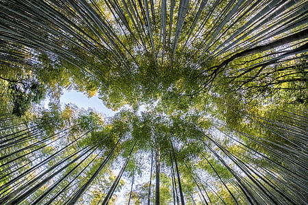 bambusest, metsa, loodus, roheline, looduslik, puu, Aasia