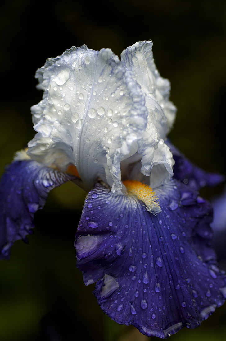 Iris, bunga, biru, makro, cahaya dan bayangan, tetes embun, Taman