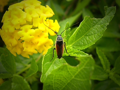 hmyzu, bug, kvet, Pest, voľne žijúcich živočíchov, malé, Záhrada