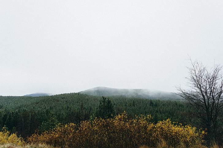 green, trees, near, mountain, fog, forest, nature