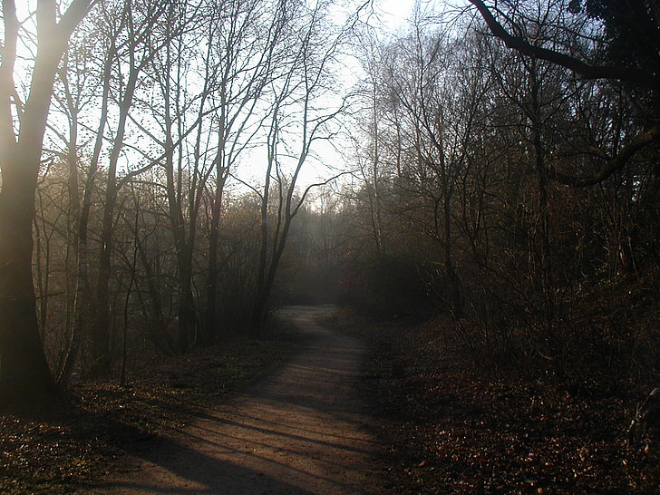 forest path, morning sun, haze, forest, atmospheric