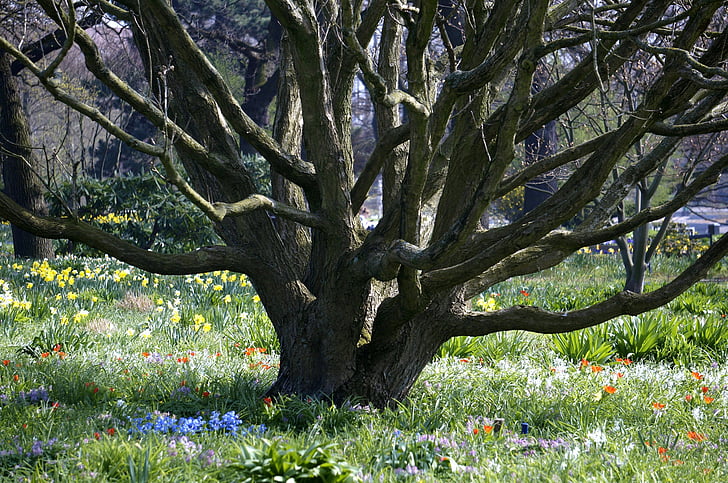 árvore, Primavera, árvore velha, Parque, Hamburgo, natureza, flor