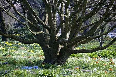 fa, tavaszi, öreg fa, Park, Hamburg, természet, virág