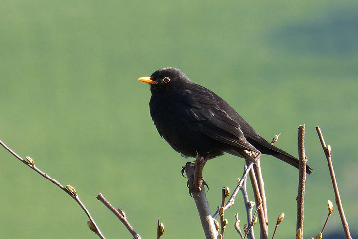 Blackbird, con chim, màu đen