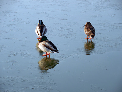 ducks, waterfowl, lake, pond, waters, ice, winter