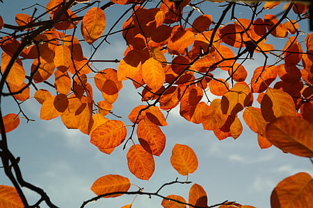 Amelanchier, hojas, otoño, naranja, rojo, rojo de la sangre, follaje de otoño