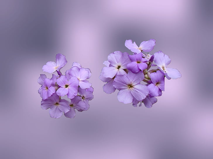 wildflower, violet, flower, wild, purple, garden, spring