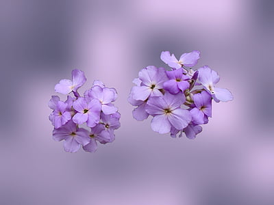 bunga liar, ungu, bunga, liar, ungu, Taman, musim semi