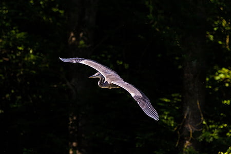 heron, bird, flight, nature, grey heron, sea, animal world