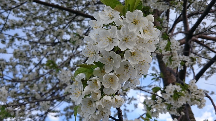 květ, Příroda, Krása, jaro, závod, bílá, listoví