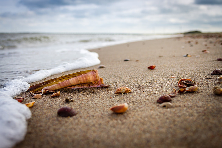 plajă, mare, Shell, nisip, vacanta, nori, sabie shell