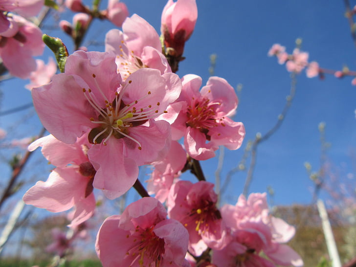 Весна, цветок, дерево, филиал, Блоссом, розовый, ветви деревьев