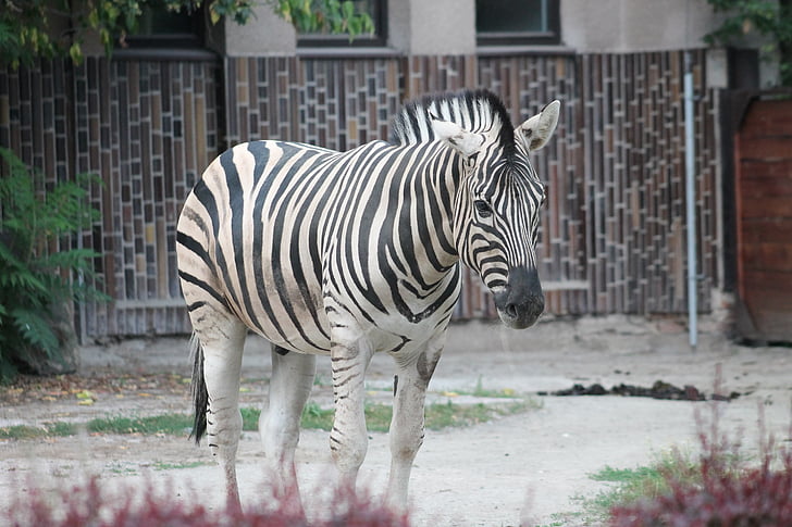 Zebra, kebun binatang, Safari, Dvur kralove nad labem