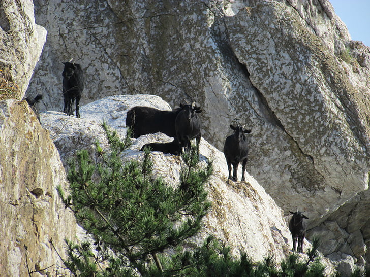 cabra, cabra negra, roca, pequeño global, rebaño, República de Corea