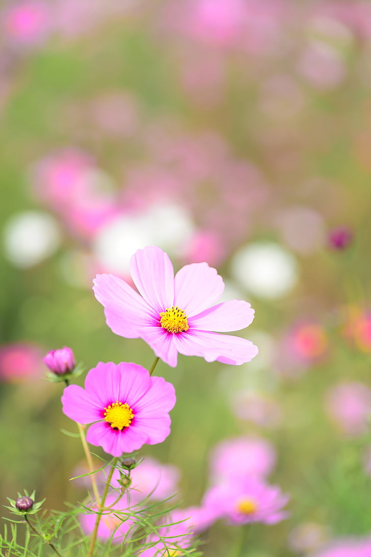 natural, plant, flowers, cosmos, autumn flowers, autumn, pink