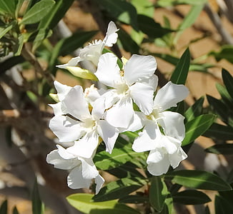 floare, alb, flori, flori albe, Oleander, gradina, natura
