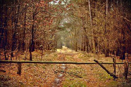 Metsä, ihmisen, kappaleet, syksyllä, Syksy, puut, Luonto