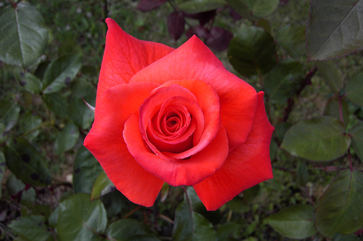 rosa roja, flor, planta, rojo, color de rosa, amor, Romance