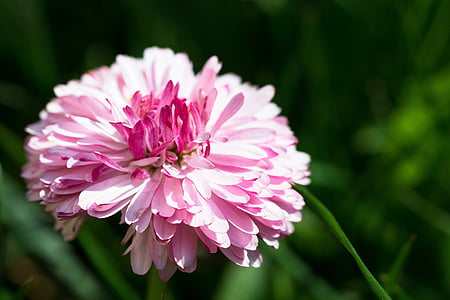 Margherita, primavera, fiore rosa, i petali, prato, Margherite, la delicatezza