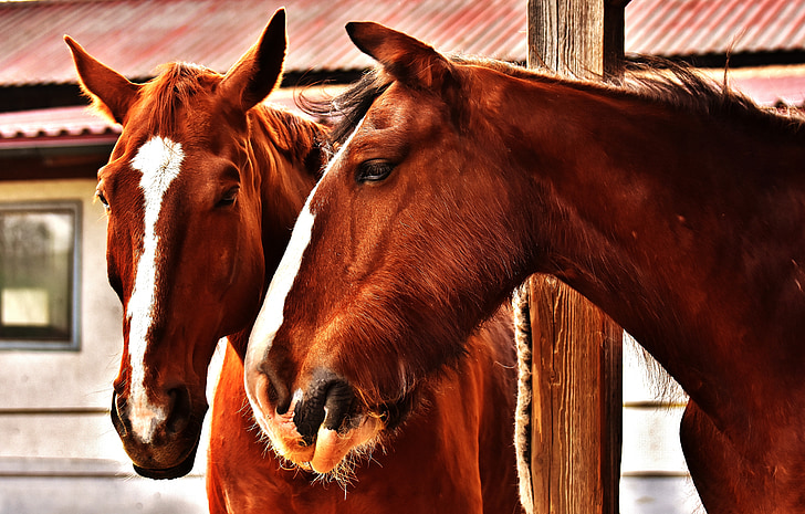 horses, friendship, horse stable, shire horse, animals, two, pferdeportrait