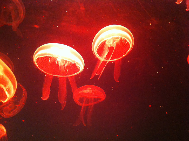 meduses, Mar, illa de Jeju, Aquari