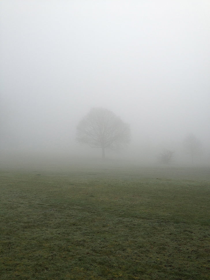 albero, nebbia, Parco, campagna, paese, campo, nebbia