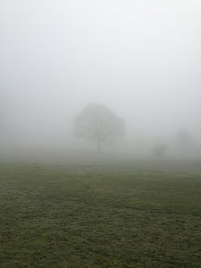 drzewo, mgła, Park, wsi, kraj, pole, mgła