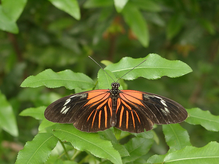 butterfly, insect, nature