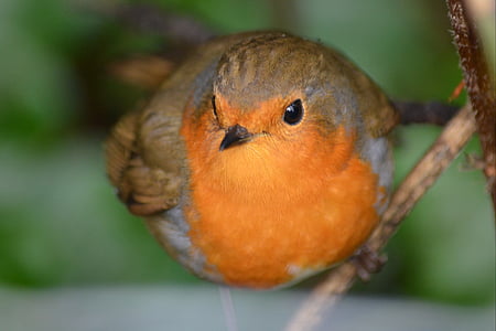 Robin, vták, Príroda, zviera, voľne žijúcich živočíchov, zobák, pierko
