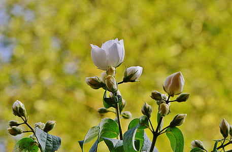 λουλούδι, λευκό, γιασεμί, άνοιξη, άνθος, άνθιση, φύση