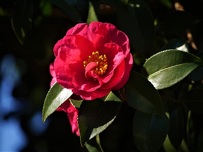Camellia, merah, kuning, hijau, cabang, pembuluh darah, akhir musim gugur