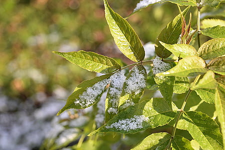 snow, elderberry leaves, lightly snowing, first snow, nature, leaf, plant