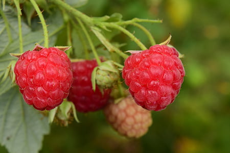 raspberries, red, fruits, berries, fruit, sweet, nature