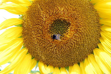 Sun flower, żółty, Hummel, Latem, Słońce, ogród, makro