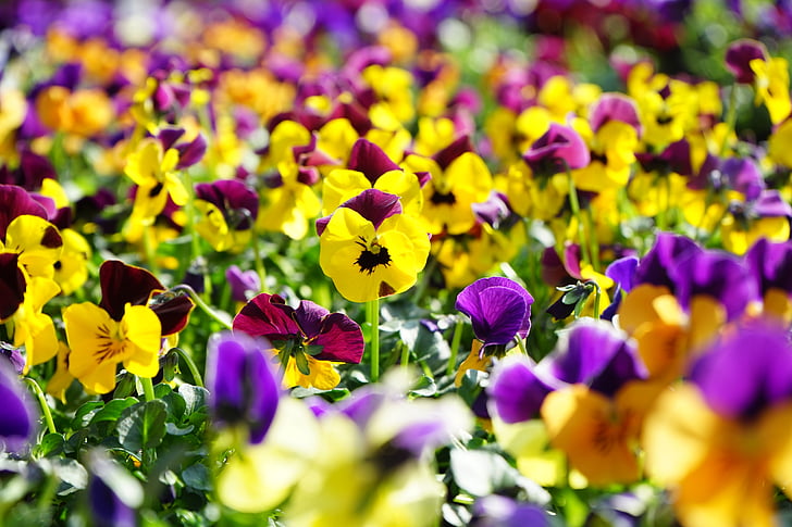 Pansy, Hoa, Blossom, nở hoa, màu vàng, màu tím, Viola