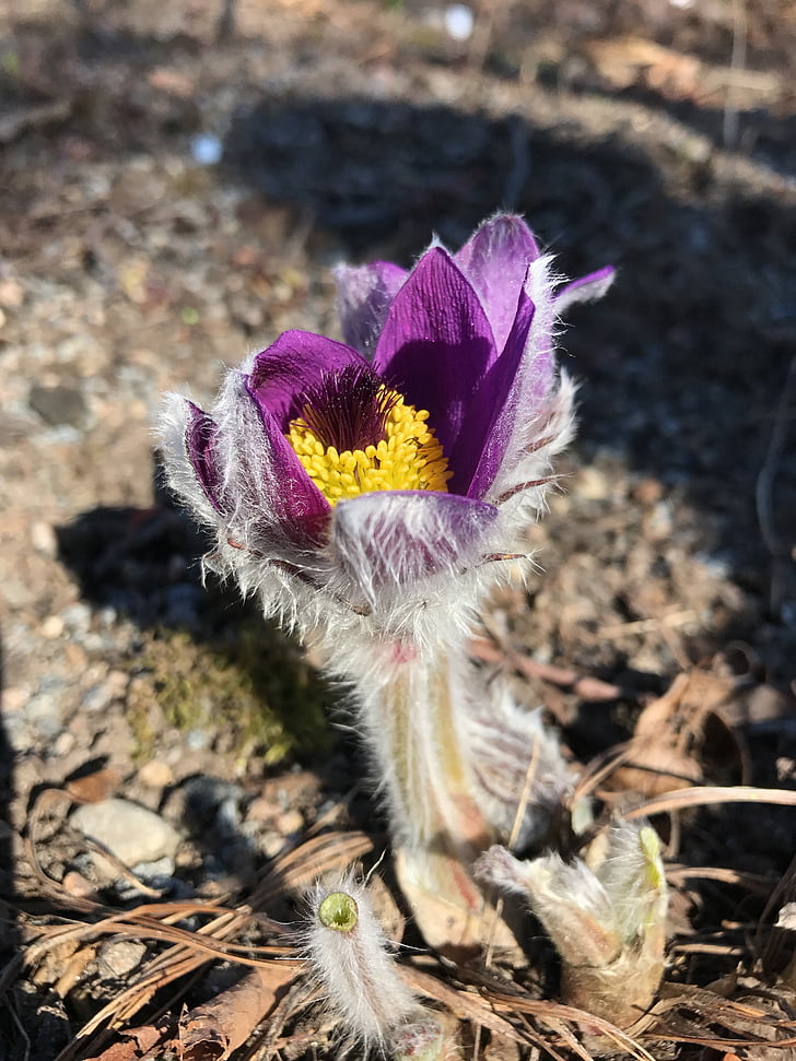 flower, backsippa, spring