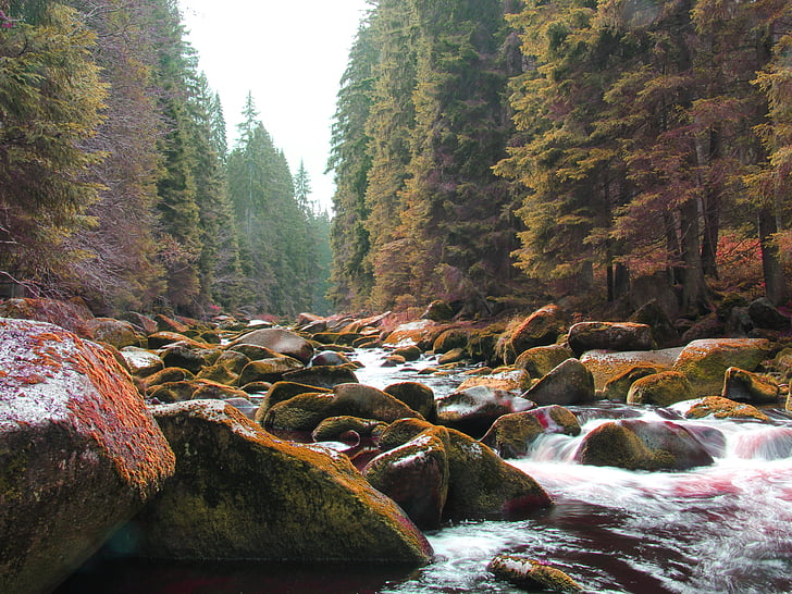 Rijeka, stabla, kamenje, priroda, južne Češke, Površina, krajolik
