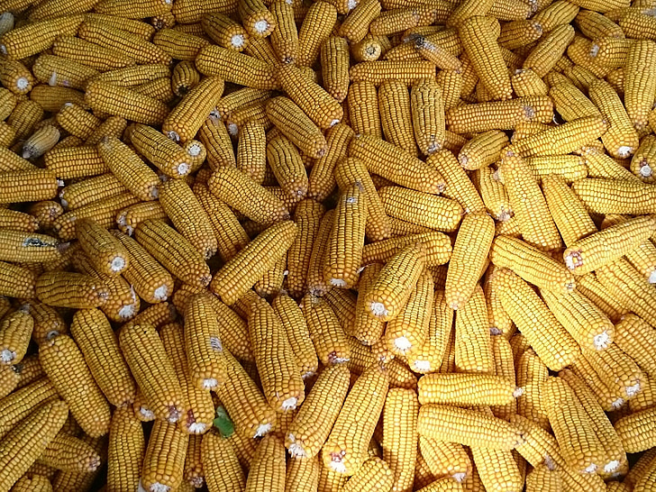 maïs op de kolf, oogst, landbouw, maïs oogst, maïskorrels