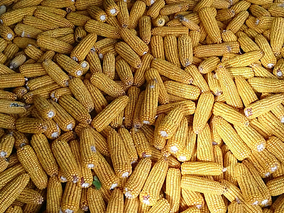 mazorca de maíz, cosecha, agricultura, cosecha de maíz, granos de maíz