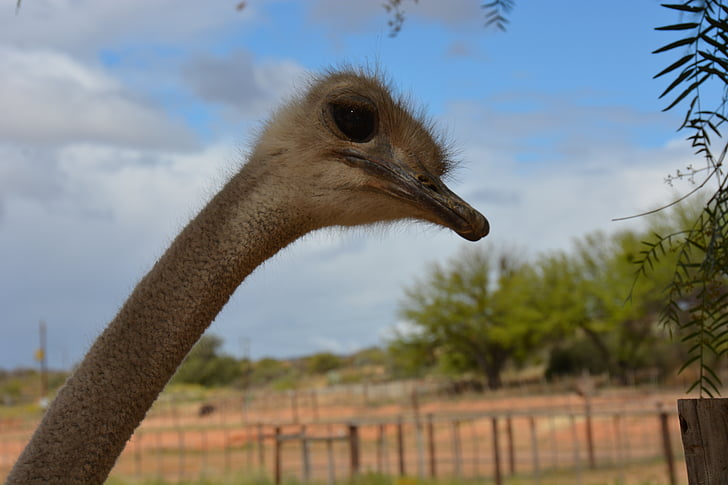 África do Sul, Strauss, fazenda, África, fotografia da vida selvagem, cabeça, pássaro grande