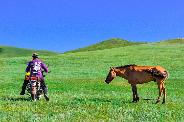 platteland, steppen, natuur, fiets, paard, dilemma, pony