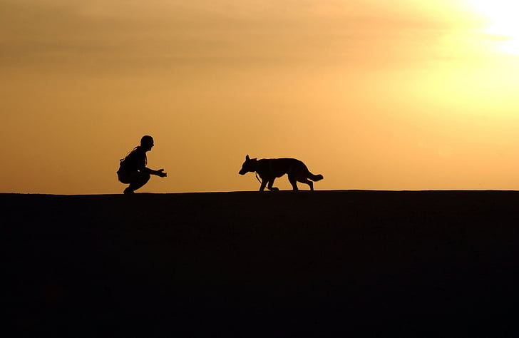 chico, animal, oro, hora, perro, puesta de sol, silueta