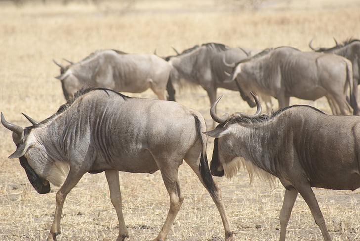 wildebeest, africa, wildlife, nature, masai, kenya, wild