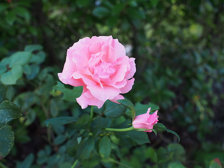 Róża, Okrytonasienne, ogród