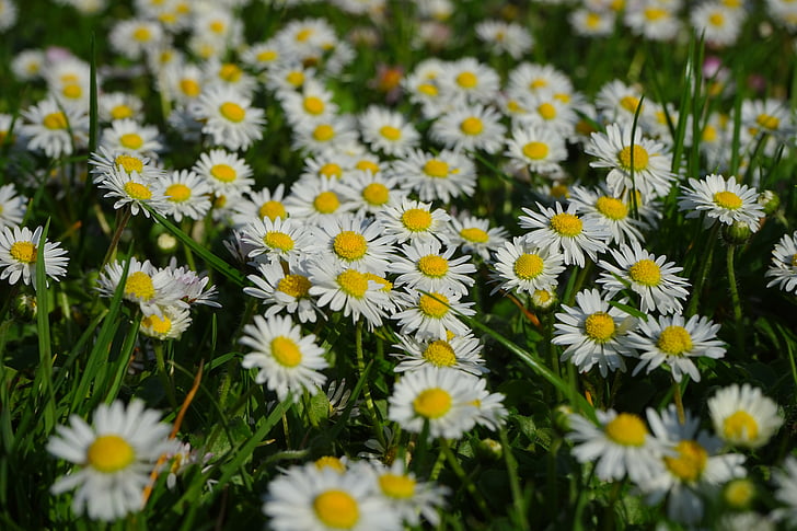 Daisy, bloem, Blossom, Bloom, wit, Bellis filosofie, meerjarige daisy