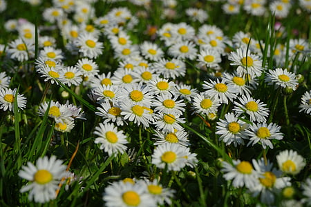 danutz, floare, floare, floare, alb, Bellis filosofie, multianual daisy