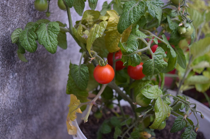 tomat, kirss, köögiviljad, taimne, terve, punane, ringi