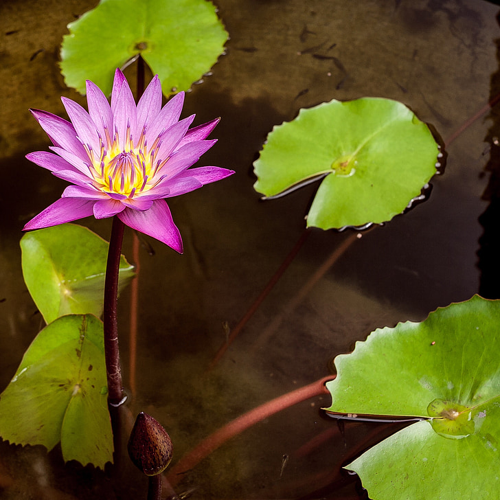 Lotus-Blume, Asien, Blume, Blüte, Bloom, Natur, exotische Blume