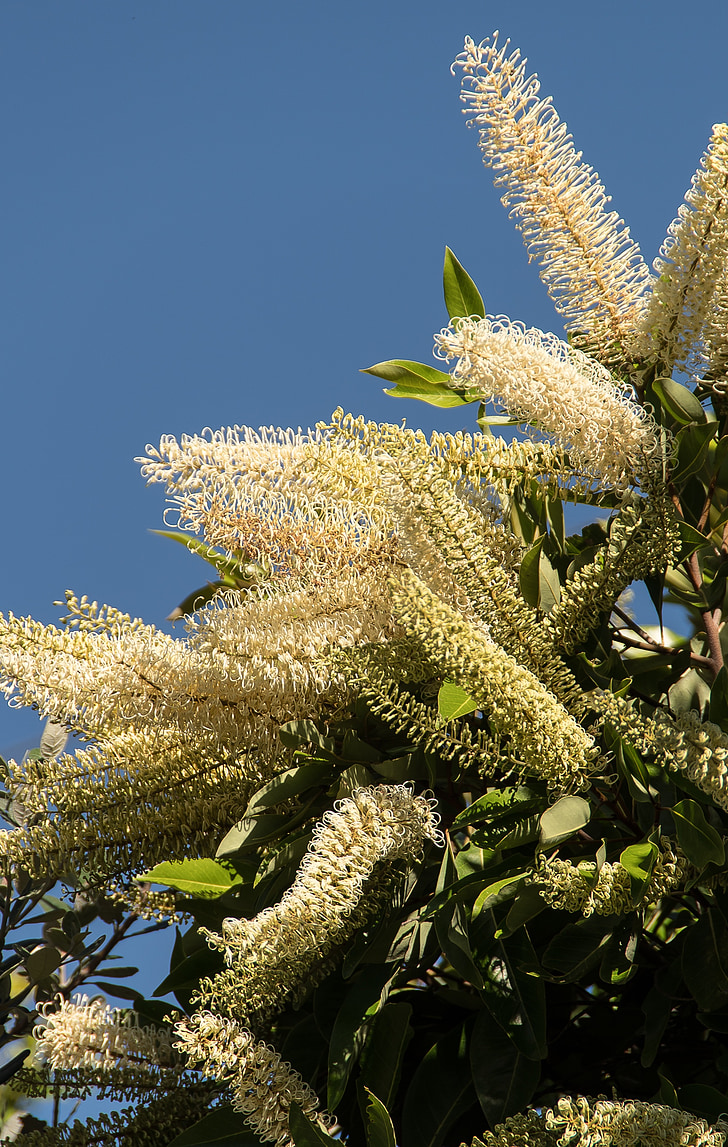 Blossom, Hoa, cây, Ngà curl, Buckinghamia celsissima, trắng, kem